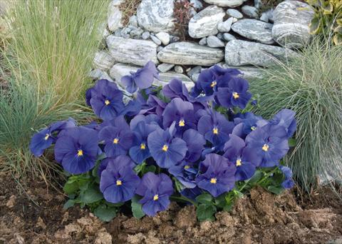 Foto de variedad de flores para ser usadas como: Maceta y planta de temporada Viola wittrockiana Inspire® True Blue