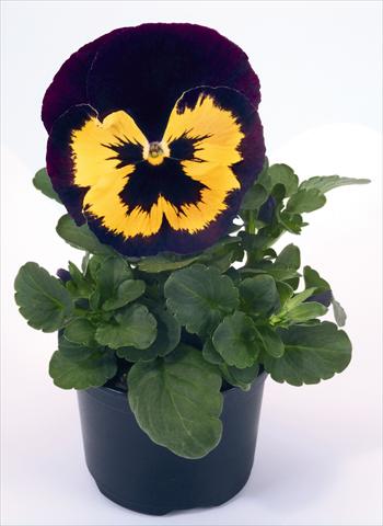 Foto de variedad de flores para ser usadas como: Maceta y planta de temporada Viola wittrockiana Inspire® Violet and Yellow