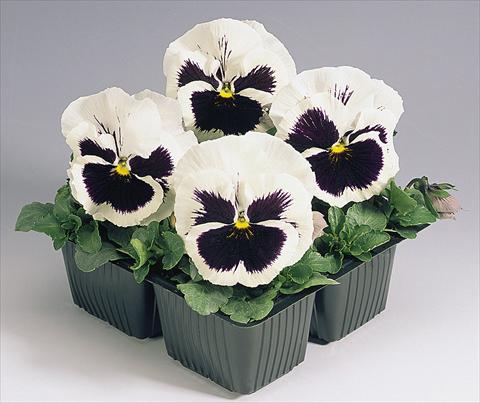 Foto de variedad de flores para ser usadas como: Maceta y planta de temporada Viola wittrockiana Inspire® White with Blotch