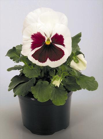 Foto de variedad de flores para ser usadas como: Maceta y planta de temporada Viola wittrockiana Inspire® White with Red Blotch