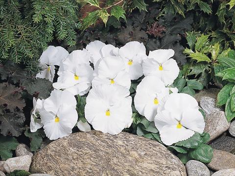 Foto de variedad de flores para ser usadas como: Maceta y planta de temporada Viola wittrockiana Inspire® White