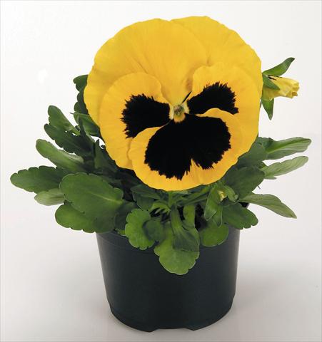 Foto de variedad de flores para ser usadas como: Maceta y planta de temporada Viola wittrockiana Inspire® Yellow with Blotch