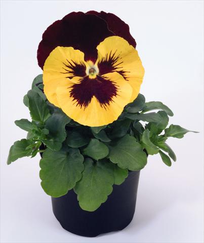 Foto de variedad de flores para ser usadas como: Maceta y planta de temporada Viola wittrockiana Inspire® Yellow with Red Wing