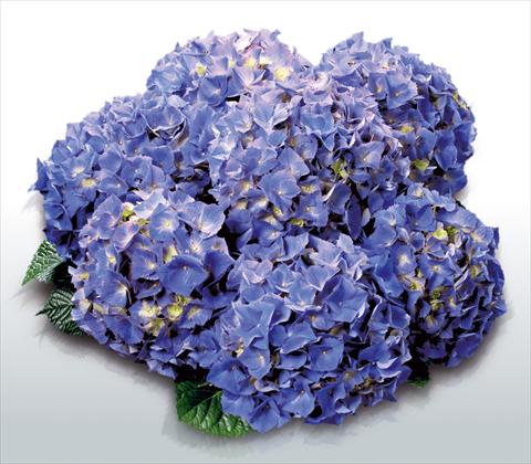 Foto de variedad de flores para ser usadas como: Maceta y planta de temporada Hydrangea macrophylla Atlantic Blue©