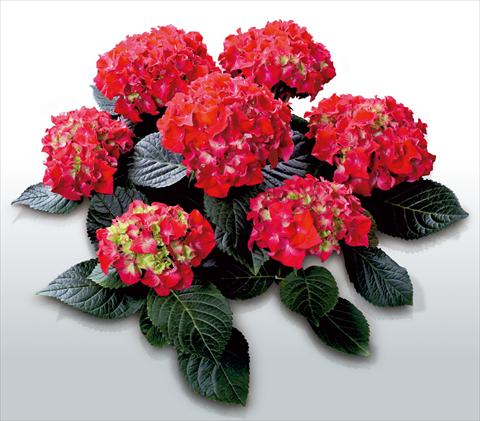 Foto de variedad de flores para ser usadas como: Maceta y planta de temporada Hydrangea macrophylla Saxon© Bastei