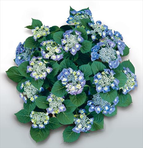 Foto de variedad de flores para ser usadas como: Maceta y planta de temporada Hydrangea macrophylla Blaumeise