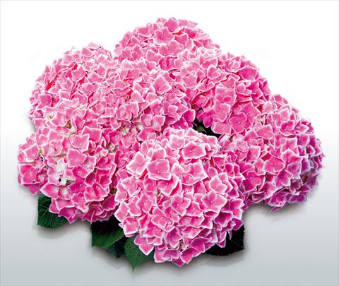 Foto de variedad de flores para ser usadas como: Maceta y planta de temporada Hydrangea macrophylla Camilla©