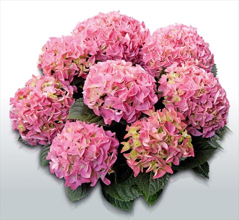 Foto de variedad de flores para ser usadas como: Maceta y planta de temporada Hydrangea macrophylla Early Blue Rosa©