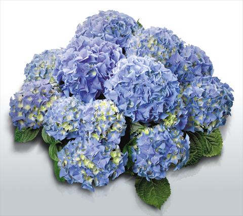 Foto de variedad de flores para ser usadas como: Maceta y planta de temporada Hydrangea macrophylla Early Blue©