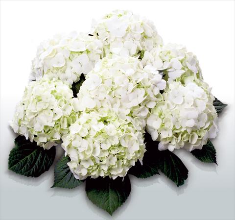 Foto de variedad de flores para ser usadas como: Maceta y planta de temporada Hydrangea macrophylla First White©
