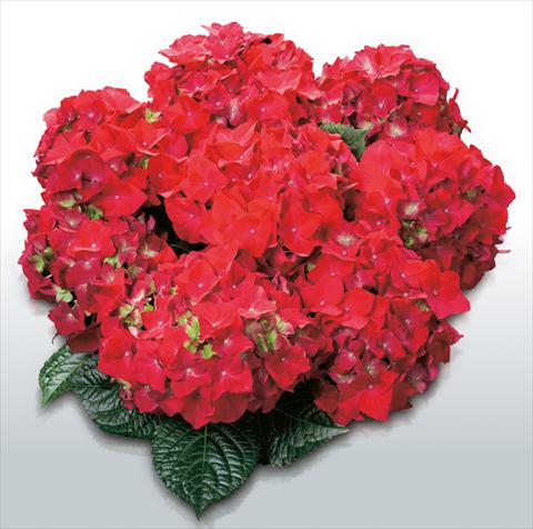 Foto de variedad de flores para ser usadas como: Maceta y planta de temporada Hydrangea macrophylla Hot Red©