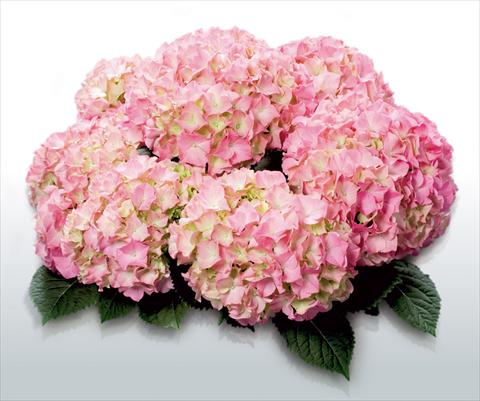 Foto de variedad de flores para ser usadas como: Maceta y planta de temporada Hydrangea macrophylla Pink Beauty©