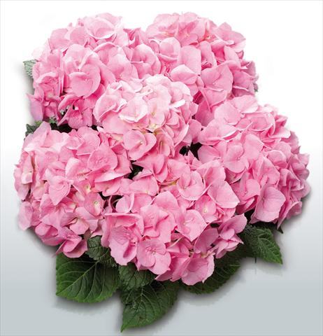 Foto de variedad de flores para ser usadas como: Maceta y planta de temporada Hydrangea macrophylla Pink Delight©