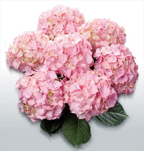 Foto de variedad de flores para ser usadas como: Maceta y planta de temporada Hydrangea macrophylla Pink Picotee©