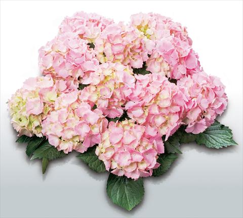 Foto de variedad de flores para ser usadas como: Maceta y planta de temporada Hydrangea macrophylla Pink Sensation©