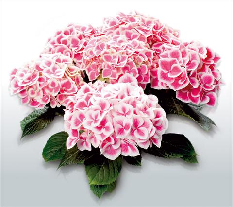 Foto de variedad de flores para ser usadas como: Maceta y planta de temporada Hydrangea macrophylla Red Ace©