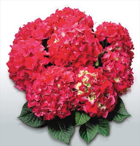 Foto de variedad de flores para ser usadas como: Maceta y planta de temporada Hydrangea macrophylla Red Beauty©