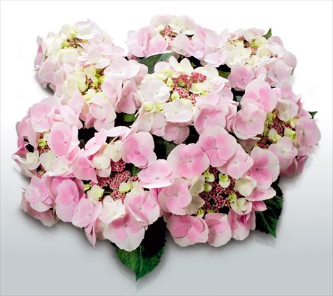 Foto de variedad de flores para ser usadas como: Maceta y planta de temporada Hydrangea macrophylla Sweet Dreams©