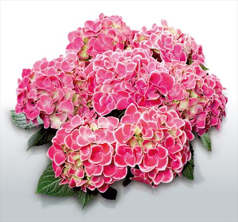 Foto de variedad de flores para ser usadas como: Maceta y planta de temporada Hydrangea macrophylla Tivoli Rosa©
