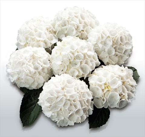 Foto de variedad de flores para ser usadas como: Maceta y planta de temporada Hydrangea macrophylla White Delight©
