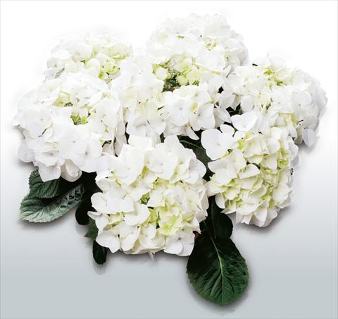 Foto de variedad de flores para ser usadas como: Maceta y planta de temporada Hydrangea macrophylla White Spirit©