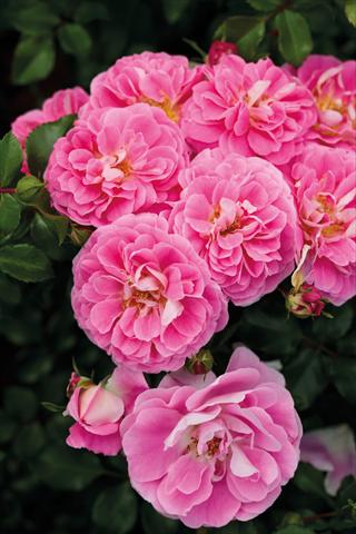 Foto de variedad de flores para ser usadas como: Planta de temporada / borde del macizo Rosa paesaggistica Lovely Pink®