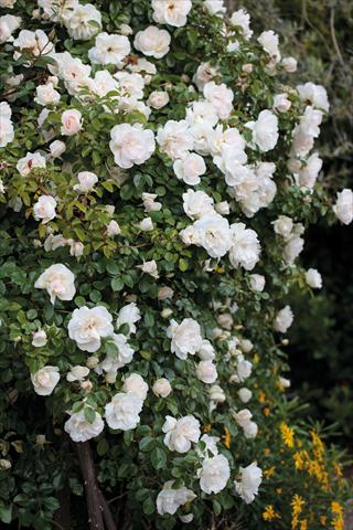 Foto de variedad de flores para ser usadas como: Planta de temporada / borde del macizo Rosa rampicante GP Perle Crescendo®