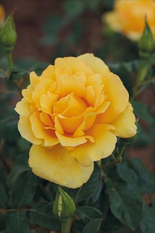 Foto de variedad de flores para ser usadas como: Planta de temporada / borde del macizo Rosa Tea Eureka®