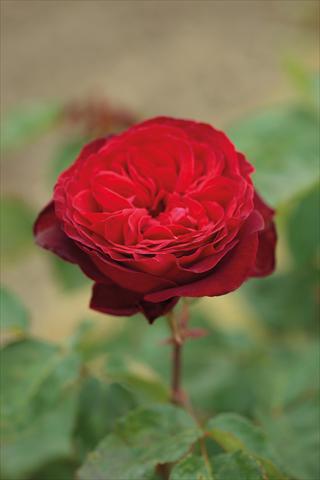 Foto de variedad de flores para ser usadas como: Planta de temporada / borde del macizo Rosa Tea Royal Garden®