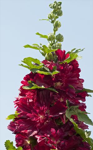 Foto de variedad de flores para ser usadas como: Maceta y planta de temporada Alcea rosea Spring Celebrities Crimson