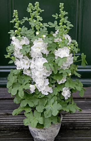 Foto de variedad de flores para ser usadas como: Maceta y planta de temporada Alcea rosea Spring Celebrities White