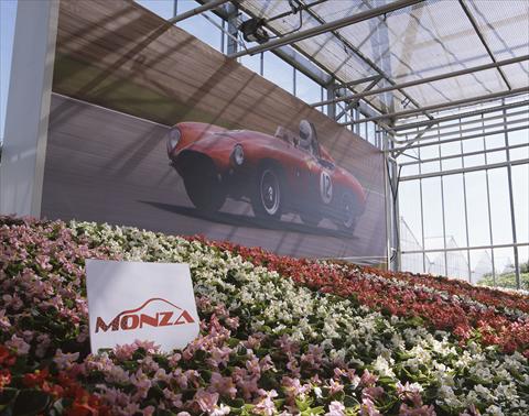 Foto de variedad de flores para ser usadas como: Maceta y planta de temporada Begonia semperflorens Monza F1