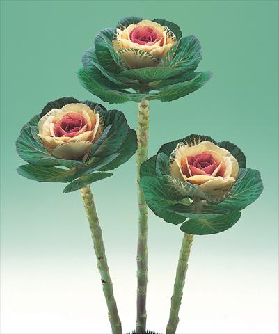 Foto de variedad de flores para ser usadas como:  Brassica oleracea Crane Bicolor F1