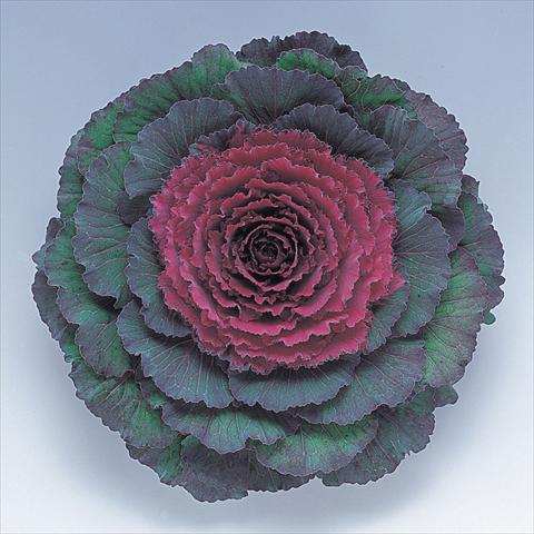 Foto de variedad de flores para ser usadas como: Maceta y planta de temporada Brassica oleracea Pigeon Purple F1