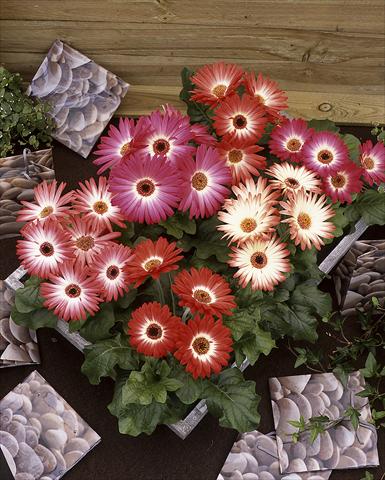 Foto de variedad de flores para ser usadas como: Maceta Gerbera jamesonii Royal Bicolor Red Shades F1