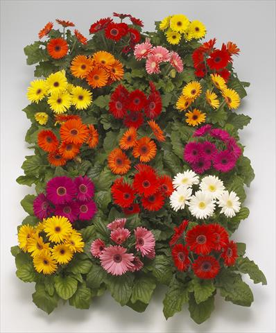 Foto de variedad de flores para ser usadas como: Maceta Gerbera jamesonii Royal Formula Mixture F1