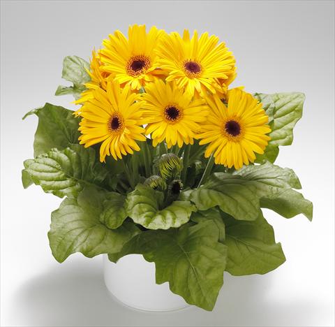 Foto de variedad de flores para ser usadas como: Maceta Gerbera jamesonii Royal Golden Yellow F1