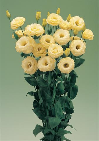Foto de variedad de flores para ser usadas como:  Lisianthus (Eustoma grandiflorum) Arena Gold F1