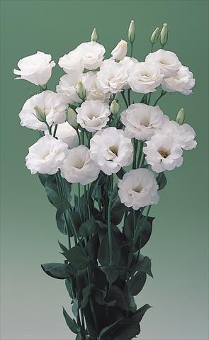Foto de variedad de flores para ser usadas como:  Lisianthus (Eustoma grandiflorum) Arena IV White F1