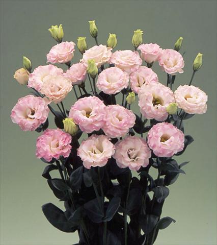 Foto de variedad de flores para ser usadas como:  Lisianthus (Eustoma grandiflorum) Arena Pink Flash F1