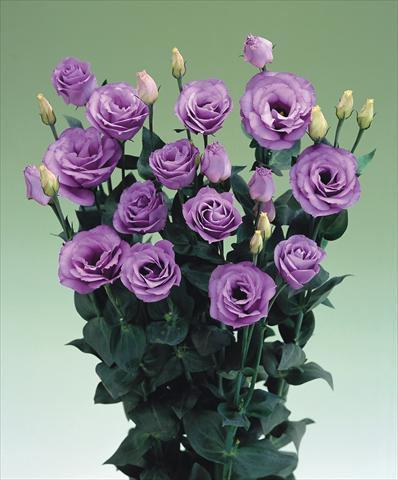 Foto de variedad de flores para ser usadas como:  Lisianthus (Eustoma grandiflorum) Croma Lavender F1