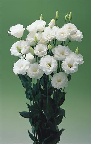 Foto de variedad de flores para ser usadas como:  Lisianthus (Eustoma grandiflorum) Croma White F1