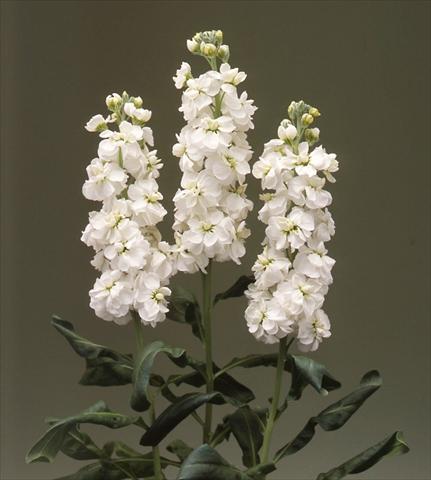 Foto de variedad de flores para ser usadas como: Planta de temporada / borde del macizo Matthiola incana Canneto White