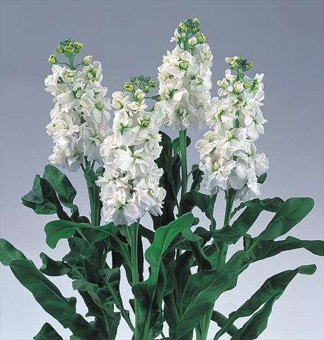 Foto de variedad de flores para ser usadas como: Planta de temporada / borde del macizo Matthiola incana Noble White
