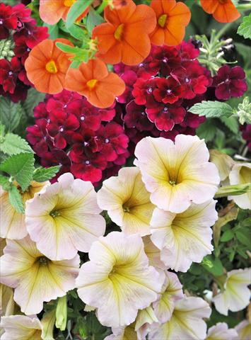 Foto de variedad de flores para ser usadas como: Maceta, patio, Tarrina de colgar 3 Combo RED FOX Confetti Garden Blazing Maple
