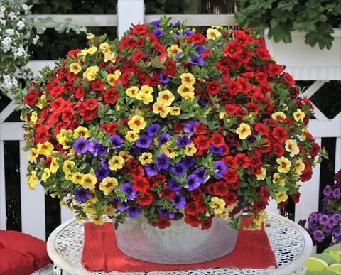 Foto de variedad de flores para ser usadas como: Maceta, patio, Tarrina de colgar 3 Combo RED FOX Confetti Garden Hawaiian Hilo
