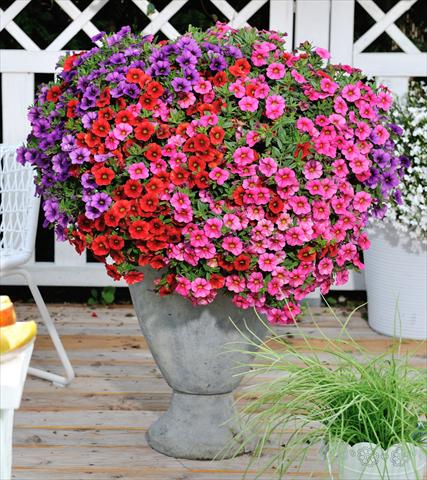 Foto de variedad de flores para ser usadas como: Maceta, patio, Tarrina de colgar 3 Combo RED FOX Confetti Garden Hawaiian Mahalo