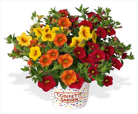 Foto de variedad de flores para ser usadas como: Maceta, patio, Tarrina de colgar 3 Combo RED FOX Confetti Garden Hawaiian Summer