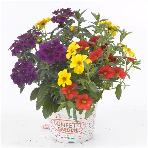 Foto de variedad de flores para ser usadas como: Maceta, patio, Tarrina de colgar 3 Combo RED FOX Confetti Garden Patchwork
