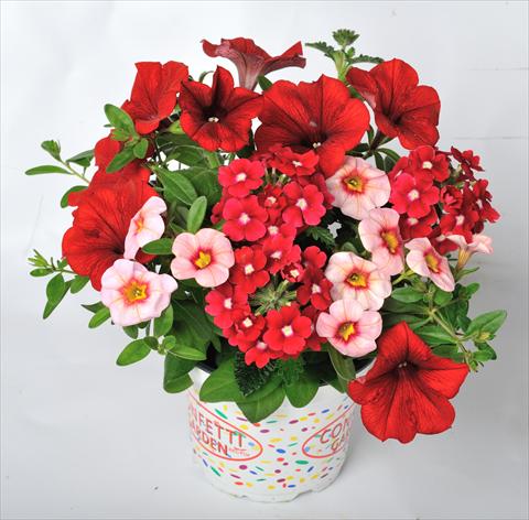 Foto de variedad de flores para ser usadas como: Maceta, patio, Tarrina de colgar 3 Combo RED FOX Confetti Garden Rockin Red